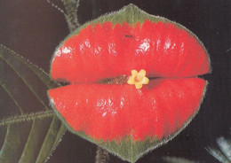 Flower Leaf As Rocky Horror Show Lipstick Lips BBC Postcard - Non Classés