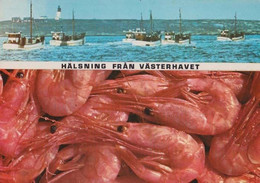 Norwegian Halsning Fran Vasterhavet Ship Boat Norway Fishing Trawler Postcard - Pêche