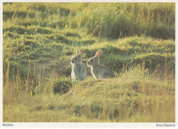 Bedfordshire Cute Watership Down Type Rabbits Postcard - Andere & Zonder Classificatie