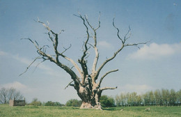 Bunyans Oak Tree Harlington Bedfordshire Beds Postcard - Altri & Non Classificati