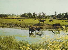 Millpond Castlethorpe Bucks Buckinghamshire Womens Institute Photo Postcard - Buckinghamshire