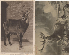 Water Buck London Zoo 2x Antique Postcard S - Buckinghamshire