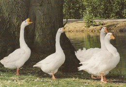 Happy Smiling Singing Geese At Stoughton Grange Oadby Farm Leicester Postcard - Other & Unclassified