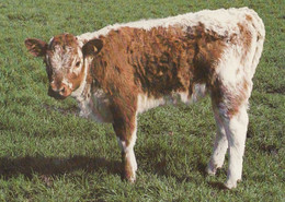 Longhorn Calf Cow At Stoughton Grange Oadby Farm Leicester Postcard - Otros & Sin Clasificación