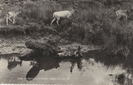 Deer By River At Bradgate Park Leicester Real Photo Postcard - Other & Unclassified