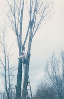 Tree Surgeon Repair Man Cutting Down Trees Keyworth Nottingham Village Postcard - Andere & Zonder Classificatie