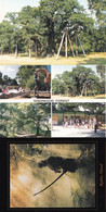Sherwood Forest Visitors Centre Robin Hood 3x Postcard S - Sonstige & Ohne Zuordnung