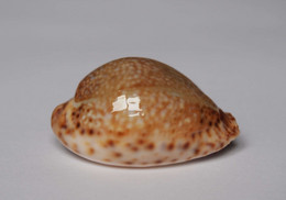 Cypraea Lamarckii - Coquillages