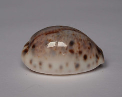 Cypraea Lynx - Coquillages