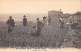 CPA 06 ETABLISSEMENT FLORAL BERMON FRERES GOLFE JUAN CUEILLETTE DES OEILLETS - Autres & Non Classés