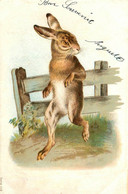 Lapin Humanisé * CPA Illustrateur Gaufrée Embossed * 1904 * Rabbit Lapins - Other & Unclassified