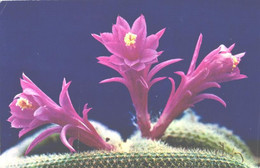 Flowers, Aporocactus Whip-shaped, 1974 - Cactus