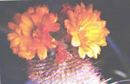 Flowers, Cactus Parodia, 1973 - Cactus