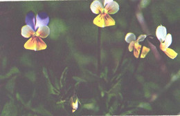 Flowers, Pansies, 1972 - Cactusses