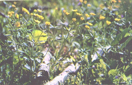 Flowers, Buttercups, 1972 - Cactusses