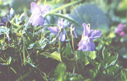 Flowers, Forest Violet, 1972 - Cactus