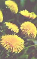 Flowers, Dandelions, 1972 - Cactusses