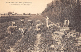 CPA 84 CARPENTRAS LA CUEILLETTE DES FRAISES - Carpentras