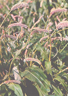 Green Pharmacy, Polygonum Bistorta L., 1981 - Medicinal Plants