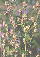 Green Pharmacy, Polygonum Hydropiper L., 1981 - Geneeskrachtige Planten