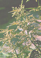 Green Pharmacy, Urtica Dioica L., 1981 - Medicinal Plants