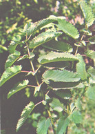 Green Pharmacy, Sanguisorba Officinalis L., 1981 - Piante Medicinali