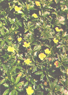 Green Pharmacy, Potentilla Erecta, 1981 - Heilpflanzen