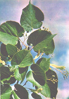 Green Pharmacy, Tilia Cordata Mill, 1981 - Plantas Medicinales