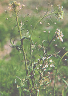 Green Pharmacy, Capsella Bursa-pastoris, 1981 - Plantes Médicinales