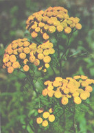 Green Pharmacy, Tanacetum Vulgare L., 1981 - Plantes Médicinales