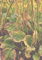 Green Pharmacy, Plantago Major L., 1981 - Geneeskrachtige Planten