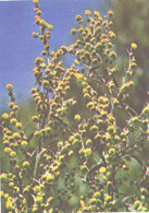 Green Pharmacy, Artemisia Absinthium L., 1981 - Piante Medicinali