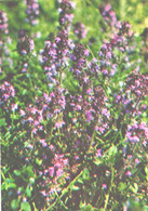 Green Pharmacy, Thymus Serpyllum L.S., 1981 - Geneeskrachtige Planten