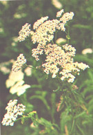 Green Pharmacy, Achillea Millefolium L., 1981 - Heilpflanzen