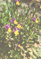 Green Pharmacy, Viola Tricolor L., 1981 - Geneeskrachtige Planten