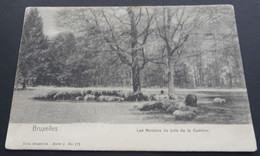 Bruxelles - Les Moutons Du Bois De La Cambre - Nels, Bruxelles, Serie 1 N° 171 - Forêts, Parcs, Jardins