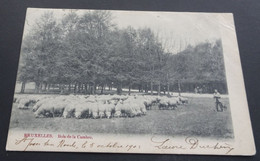 Bruxelles - Bois De La Cambre - Forêts, Parcs, Jardins