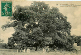 St Georges Sur Erve * Gros Chêne De La Retardière * Arbre Tree * Villageois - Autres & Non Classés