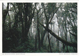 AK 070649 COSTA RICA  - Im Monteverde-Nebelwald - Costa Rica