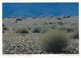 AK 070706 NAMIBIA - Steinwüste Bei Lüderitz - Namibia