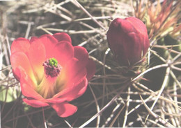 Flower, Claret Cup Cactus - Cactusses