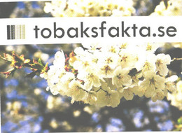 Flower, Swedish Tobacco Blooming - Tobacco