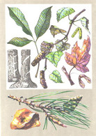 Delcampe - Flowers, Z.Votontsova:Trees, 1976 - Bäume