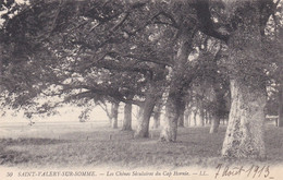 80 Saint Valery Sur Somme. Les Chênes Séculaires Du Cap Hornie - Saint Valery Sur Somme