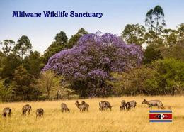 Swaziland Eswatini Mlilwane Wildlife Sanctuary New Postcard - Swaziland