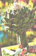Cactus, Obregonia Denegrii Fric., 1974 - Cactusses