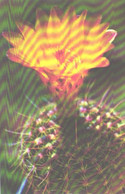Cactus, Notocactus Concinnus, 1974 - Cactusses