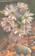 Cactus, Gymnocalycium Damsii, 1974 - Cactus