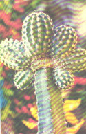 Cactus, Echinocereus Melanocentrus, 1974 - Cactus