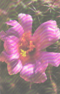 Cactus, Mamillaria Swinglei, 1974 - Cactus